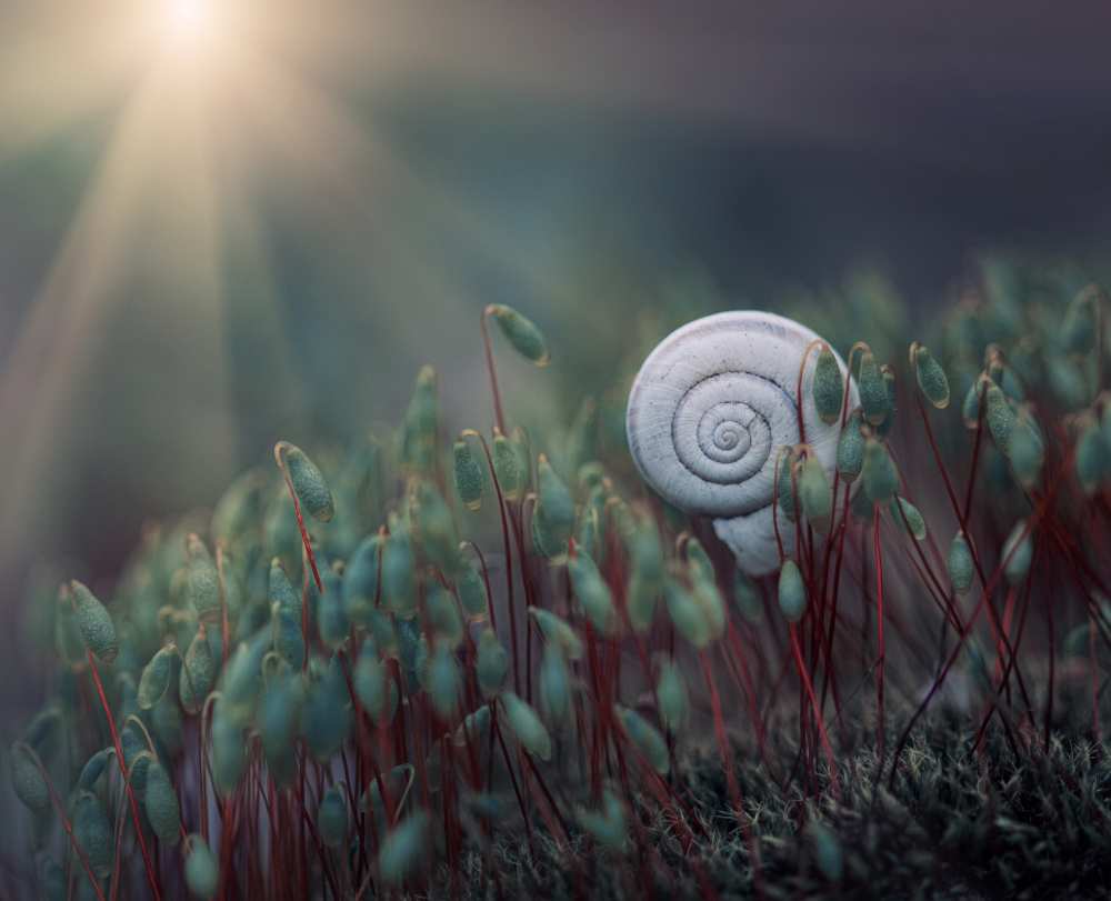 ....@. von Dimitar Lazarov