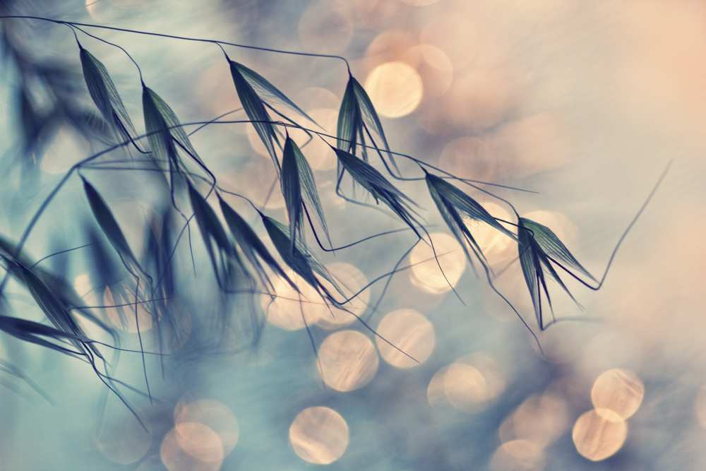 ...<<< von Dimitar Lazarov