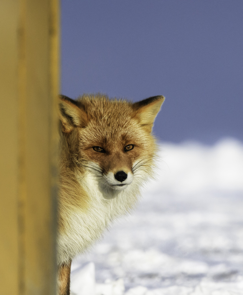 I saw you von Dinglu (XH) Yang