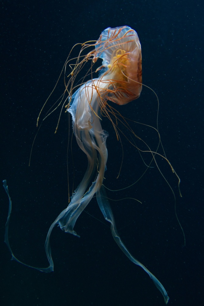 Dancing Queen von Dirk Heckmann