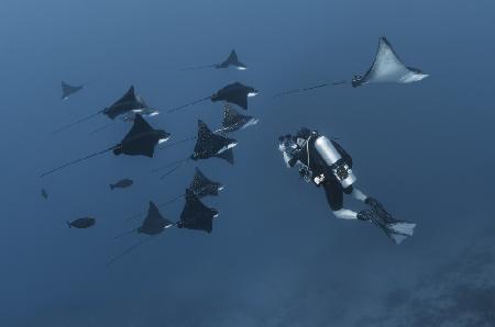 Eagle rays