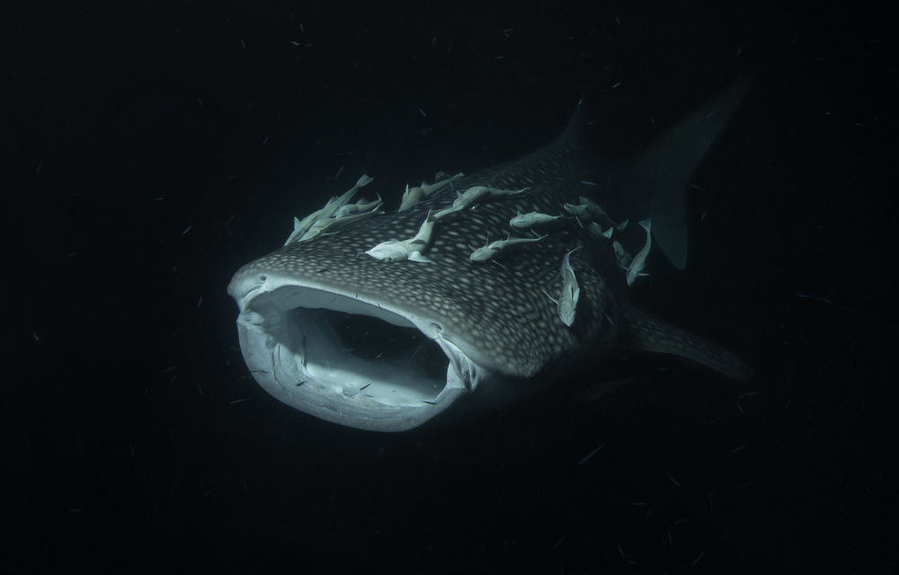 Night hunting von Dmitriy Yevtushyk