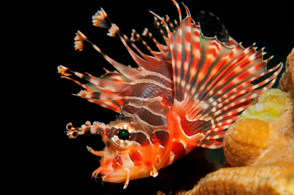 Lionfish von Dmitriy Yevtushyk