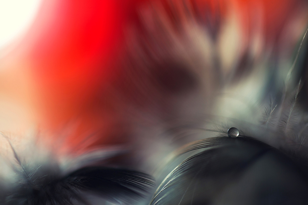 Stories of drops von Dmitry Doronin