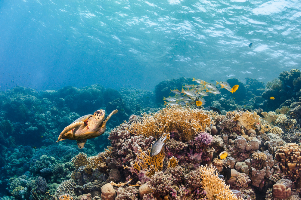 The Reef Life von Dmitry Marchenko