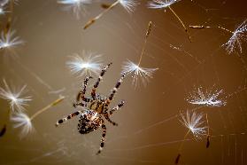 Die Fliegen sind fertig. Nur Löwenzahnsalat übrig.