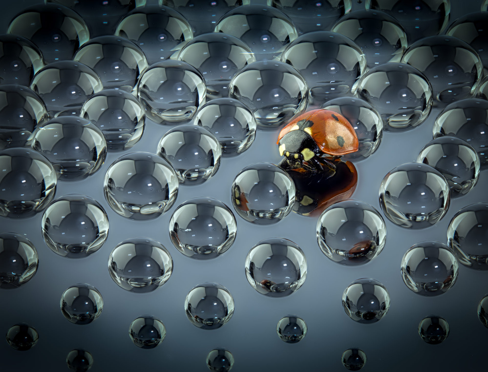 Identity von Dmitry Skvortsov