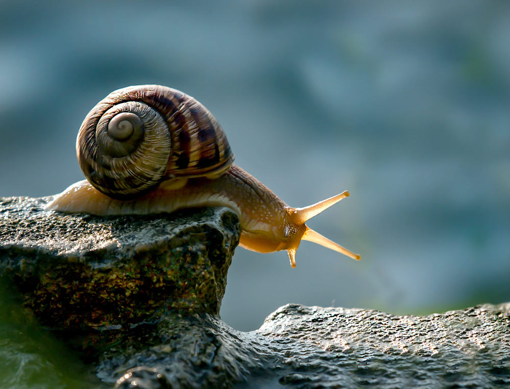 Queen von Dmitry Skvortsov