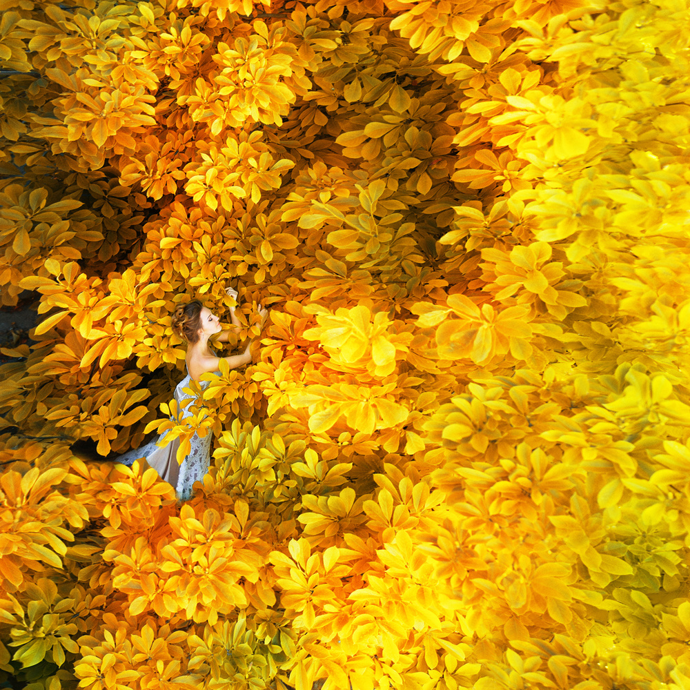 Gold symphony von Dmytro Sobokar