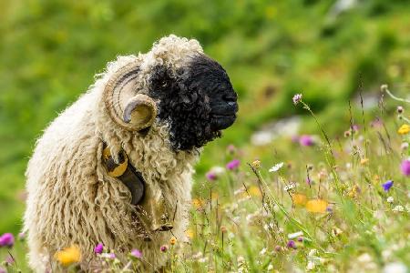 &quot; I like how smell this flowers &quot;