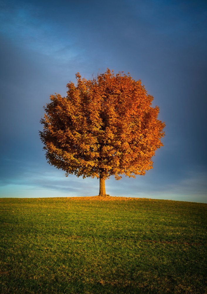 Contrast ???????????? von Dominik Murko