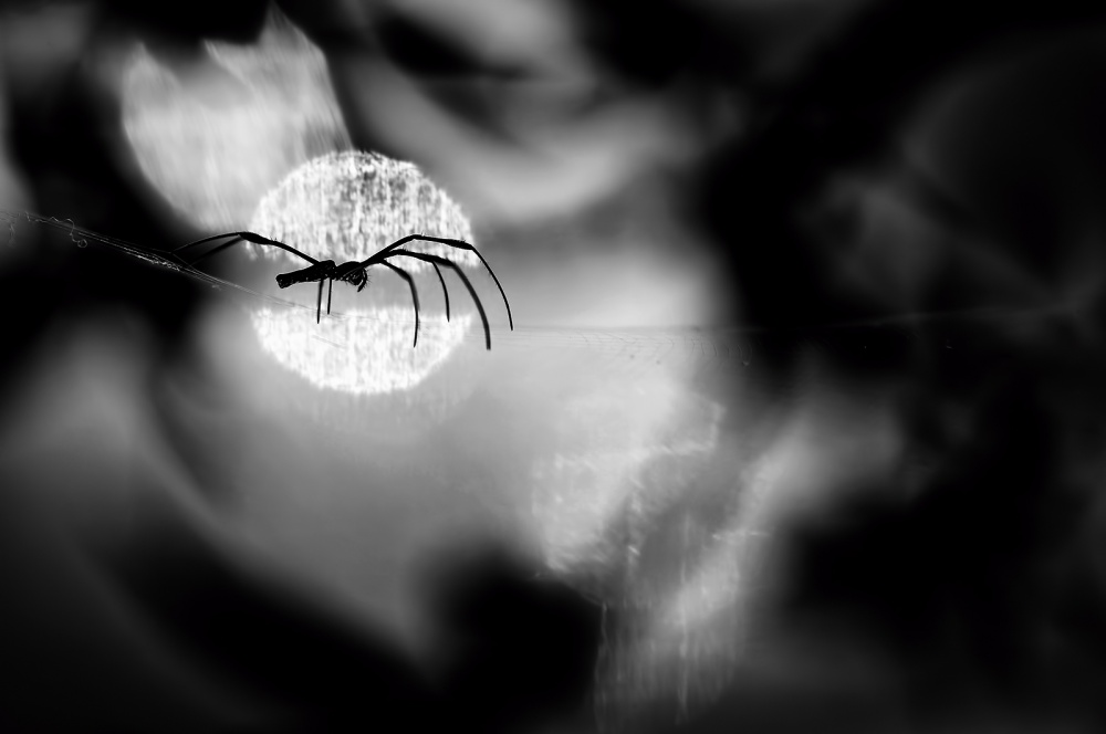 The Dark Way von Donald Jusa