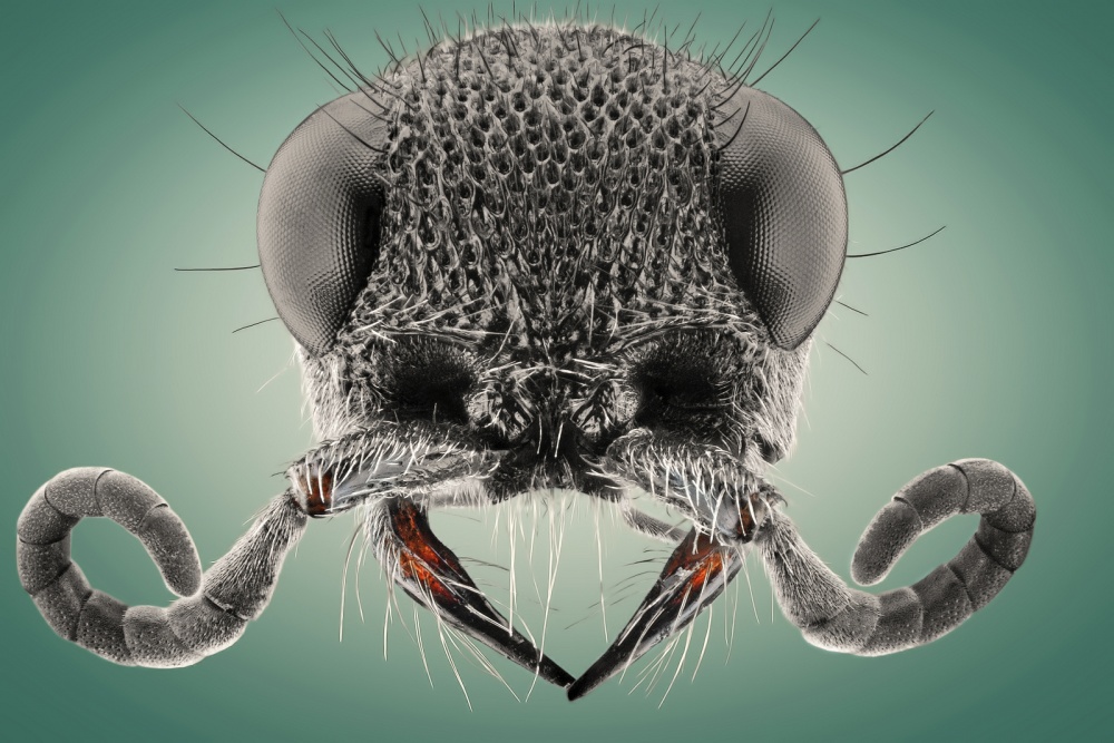 The Mustache von Donald Jusa