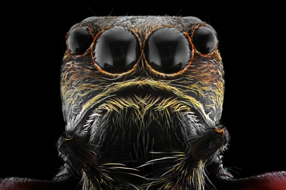 -oOOo- von Donald Jusa