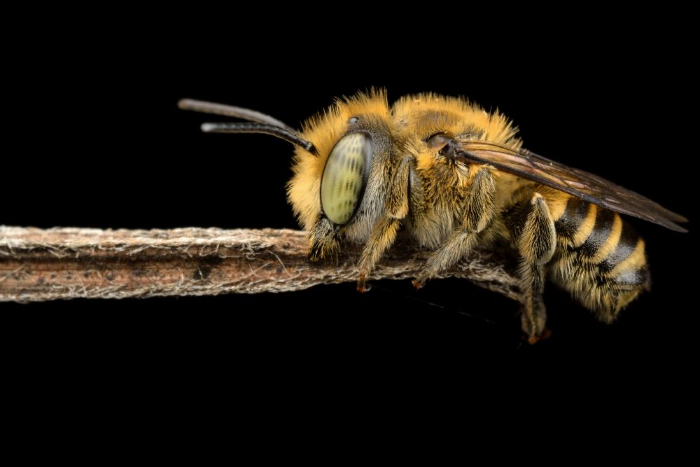 schlafend von Donald Jusa