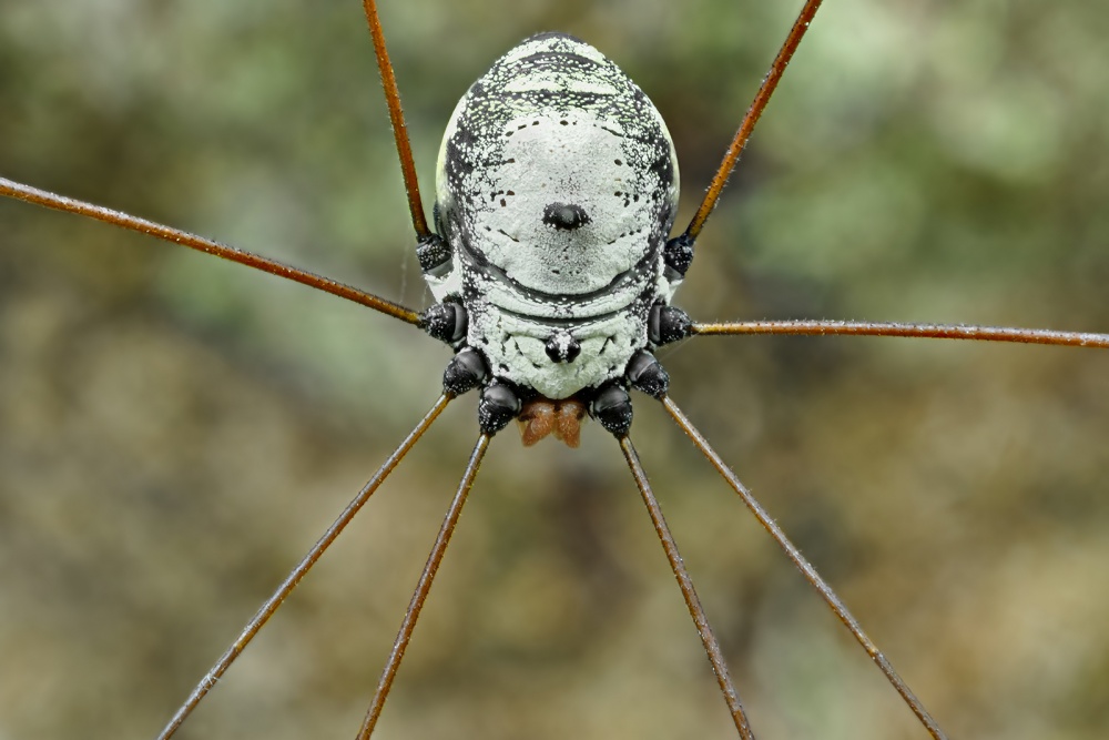 Daddy Longlegs von Donald Jusa