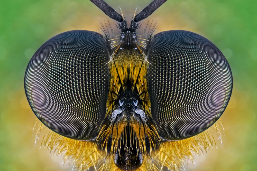 Zabrops flavipilis von Donald Jusa