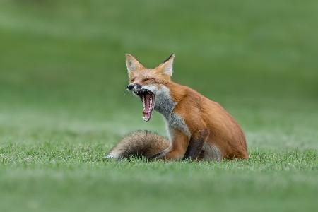 Red Fox Yawning