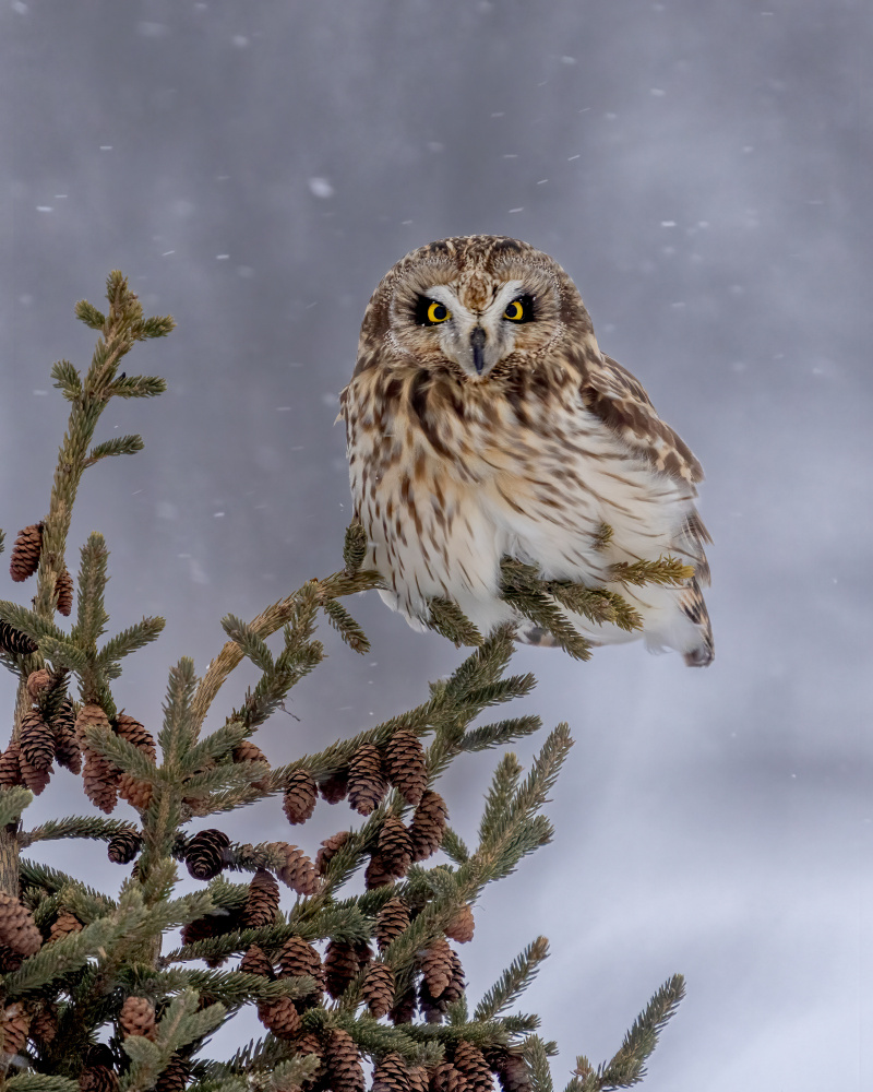 Shortie in the snowfall von Donald Luo