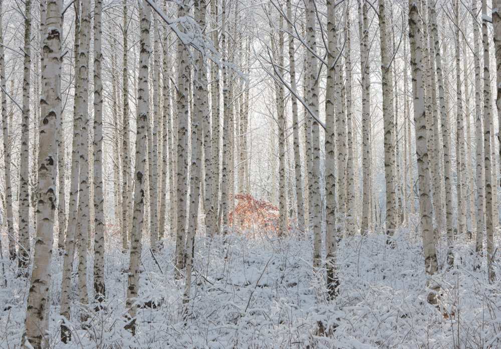 white von Donghee Han