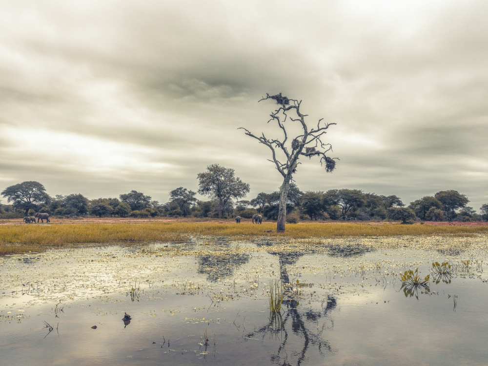 Moody day in Africa von Dora Artemiadi