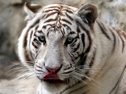 Tiegerportrait von Doreen Böhnke
