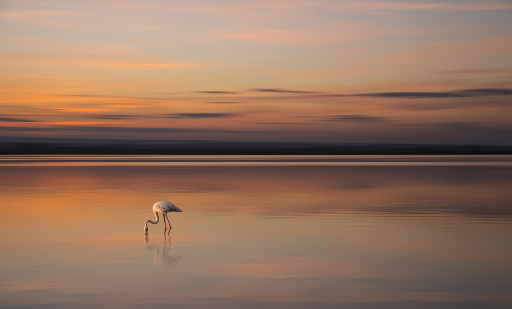 S.T. 004 von Dorian Gray