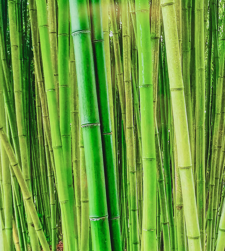 Bambuswald 1 von Doris Beckmann