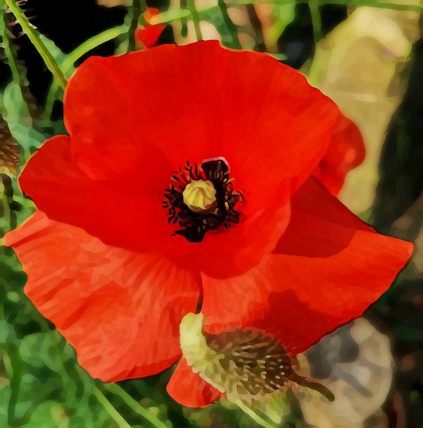 Blüte einer Mohnblume von Doris Beckmann