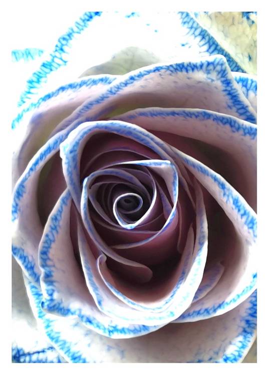 Blütenblätter 1 von Doris Beckmann