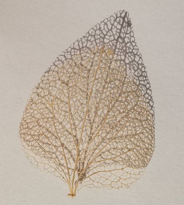 Das Blatt - Licht und Schatten 2 von Doris Beckmann