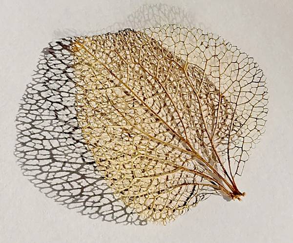 Das Blatt - Licht und Schatten 5 von Doris Beckmann