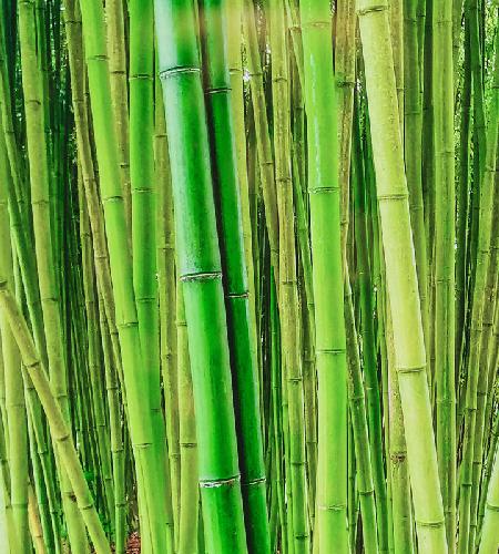Bambuswald 1