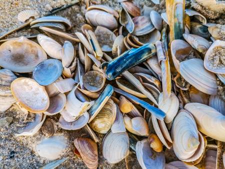 An der Nordsee auf Sylt - Muscheln am Strand