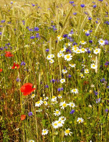 Blumenwiese im Sommer auf Samsö