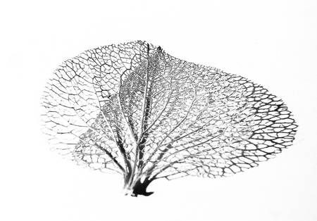 Das Blatt - Licht und Schatten 3