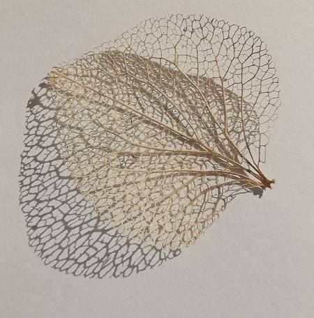 Das Blatt - Licht und Schatten 4