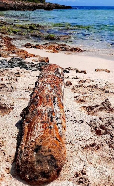 Treibholz, Sonne, Strand und Meer von Doris Beckmann