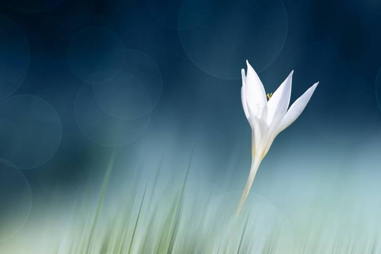 Lonely von Doris Reindl