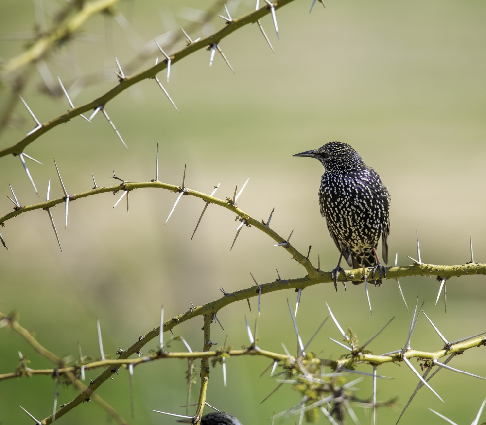untitledl von Doron Braunstein