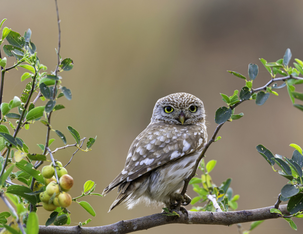 untitledl von Doron Braunstein