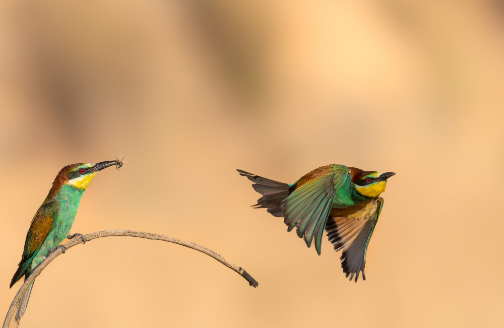 untitledl von Doron Braunstein