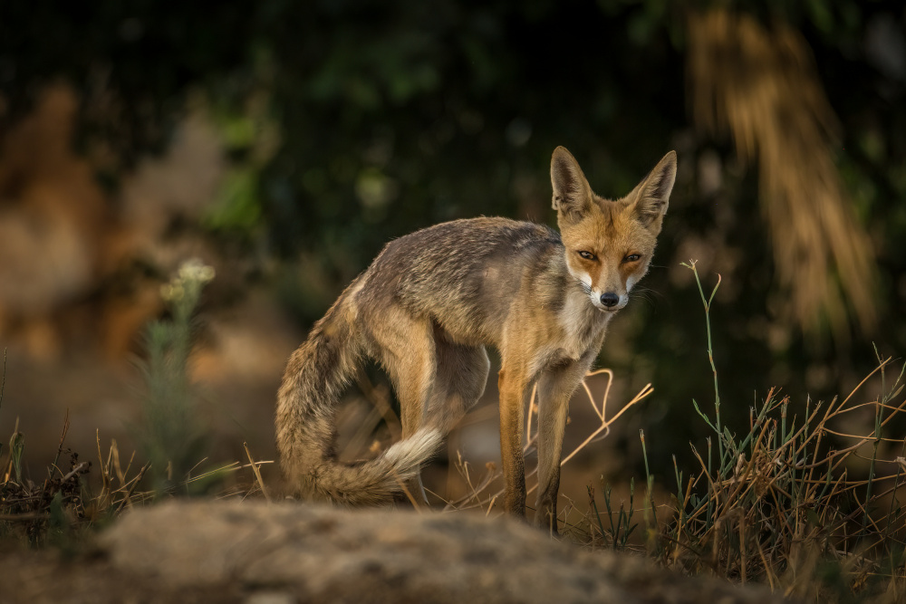 Than look von Doron Margulies