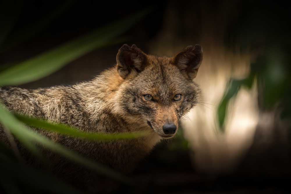 Caughn by the light von Doron Margulies