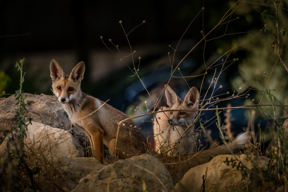Young brothers von Doron Margulies