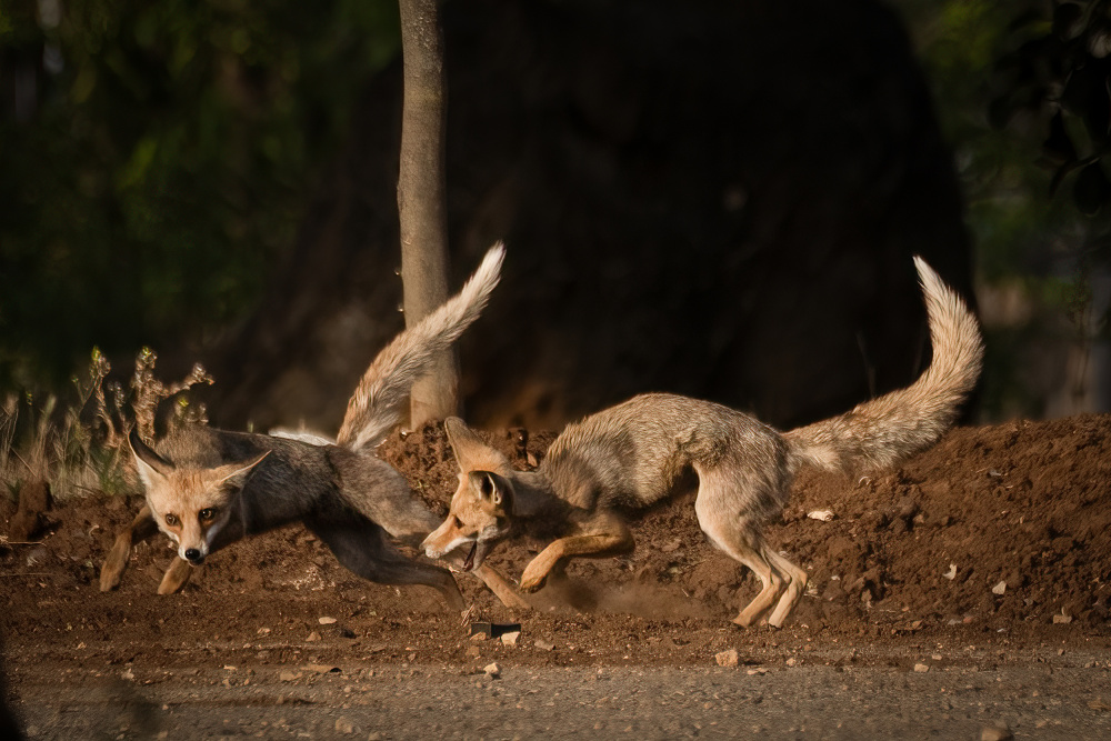 Morning games von Doron Margulies