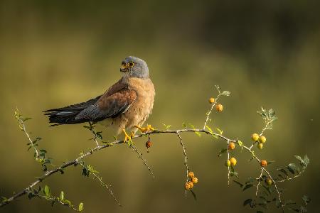 Looking at me from fasr away