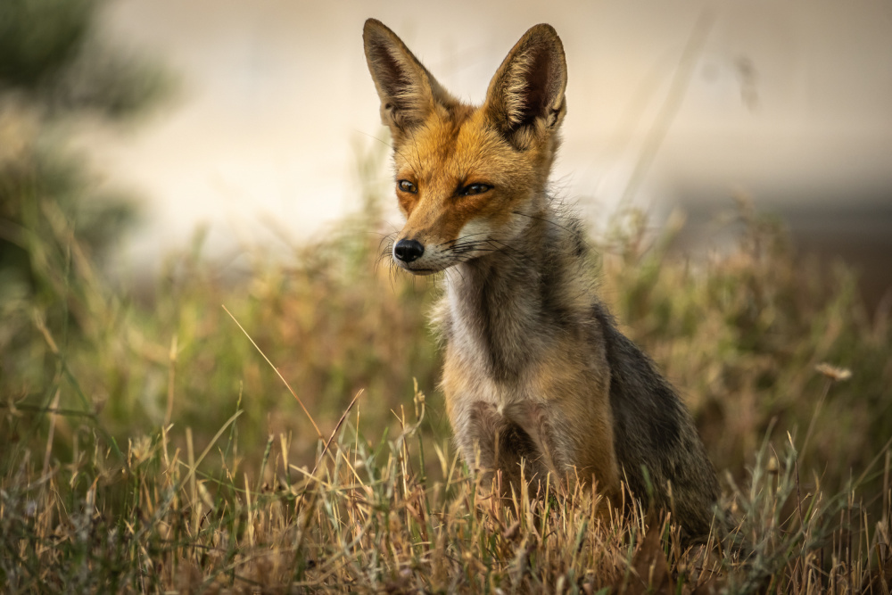Thiusand yard stare von Doron Margulies