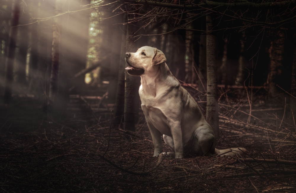 "in the spotlight" von Dorte Irene Sattrup Lund-Nielsen