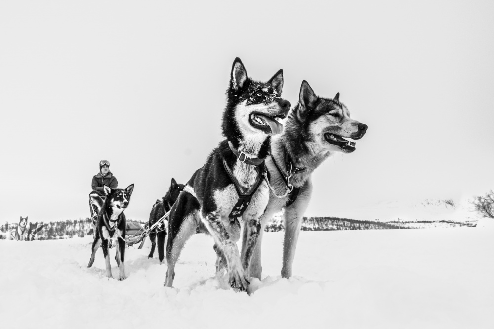 Husky sledge von Dr. Zahi Ben-Aroya